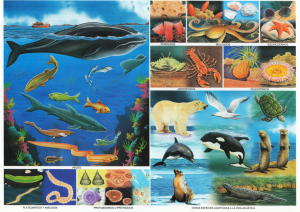 Monografia Animales Acuaticos